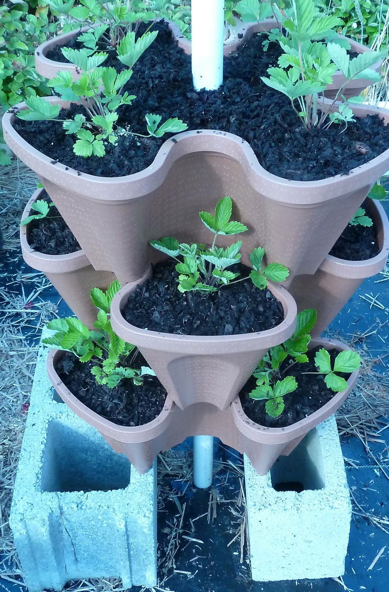 Growing Strawberries In Stacking Planters
